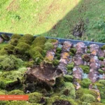 Nettoyage par Drone Église d'Hosta • M.M Drone Services